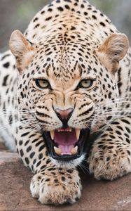 Preview wallpaper leopard, grin, predator, beast, wildlife