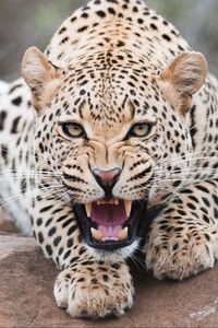 Preview wallpaper leopard, grin, predator, beast, wildlife
