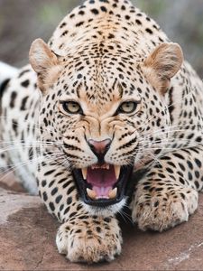 Preview wallpaper leopard, grin, predator, beast, wildlife
