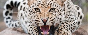 Preview wallpaper leopard, grin, predator, beast, wildlife