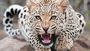 Preview wallpaper leopard, grin, predator, beast, wildlife