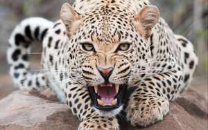 Preview wallpaper leopard, grin, predator, beast, wildlife