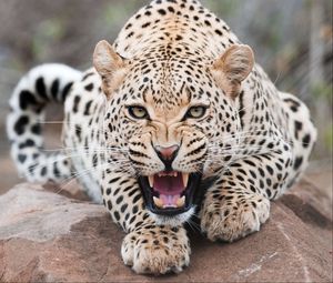 Preview wallpaper leopard, grin, predator, beast, wildlife