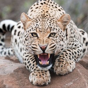 Preview wallpaper leopard, grin, predator, beast, wildlife