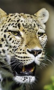 Preview wallpaper leopard, grin, predator, animal