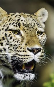 Preview wallpaper leopard, grin, predator, animal