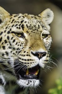 Preview wallpaper leopard, grin, predator, animal