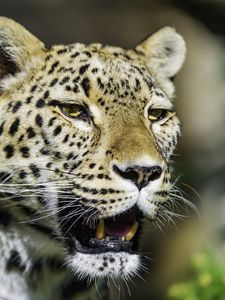 Preview wallpaper leopard, grin, predator, animal