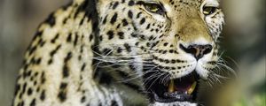 Preview wallpaper leopard, grin, predator, animal