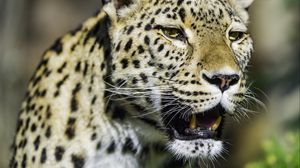 Preview wallpaper leopard, grin, predator, animal
