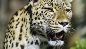 Preview wallpaper leopard, grin, predator, animal