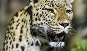 Preview wallpaper leopard, grin, predator, animal