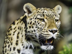 Preview wallpaper leopard, grin, predator, animal