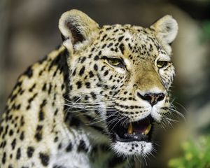 Preview wallpaper leopard, grin, predator, animal