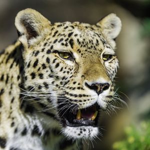 Preview wallpaper leopard, grin, predator, animal