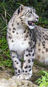 Preview wallpaper leopard, grin, predator, big cat, animal
