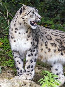 Preview wallpaper leopard, grin, predator, big cat, animal