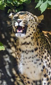 Preview wallpaper leopard, grin, predator, animal, big cat