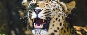 Preview wallpaper leopard, grin, predator, animal, big cat