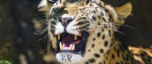 Preview wallpaper leopard, grin, predator, animal, big cat