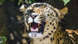 Preview wallpaper leopard, grin, predator, animal, big cat