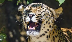 Preview wallpaper leopard, grin, predator, animal, big cat