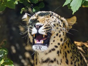 Preview wallpaper leopard, grin, predator, animal, big cat