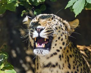 Preview wallpaper leopard, grin, predator, animal, big cat