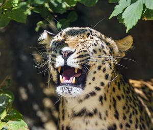Preview wallpaper leopard, grin, predator, animal, big cat