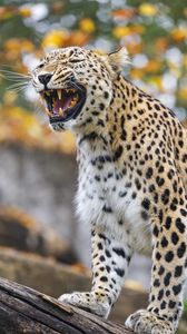 Preview wallpaper leopard, grin, predator, animal, big cat, log