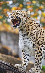 Preview wallpaper leopard, grin, predator, animal, big cat, log