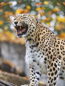 Preview wallpaper leopard, grin, predator, animal, big cat, log