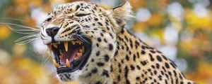 Preview wallpaper leopard, grin, predator, animal, big cat, log