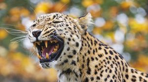 Preview wallpaper leopard, grin, predator, animal, big cat, log