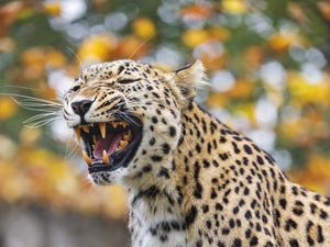 Preview wallpaper leopard, grin, predator, animal, big cat, log