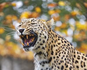 Preview wallpaper leopard, grin, predator, animal, big cat, log