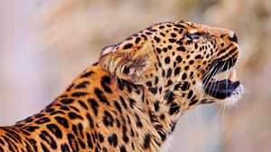 Preview wallpaper leopard, jump, muzzle, predator