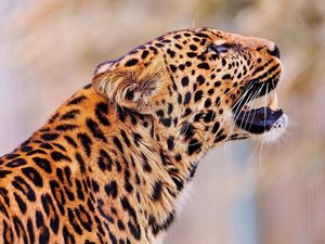 Preview wallpaper leopard, jump, muzzle, predator