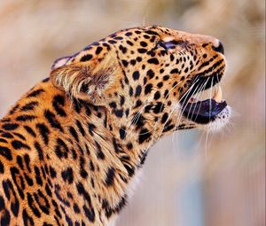 Preview wallpaper leopard, jump, muzzle, predator