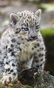 Preview wallpaper leopard, kitten, log, predator