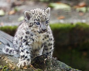 Preview wallpaper leopard, kitten, log, predator