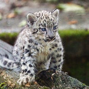 Preview wallpaper leopard, kitten, log, predator