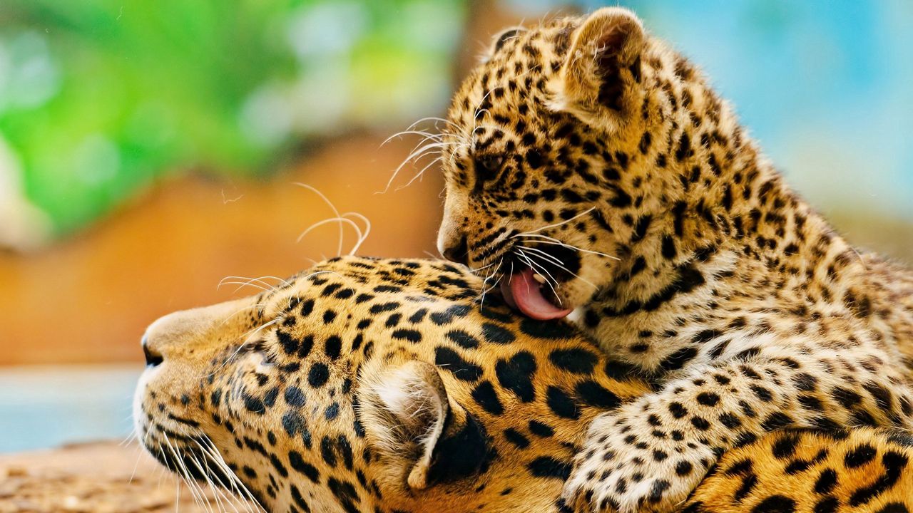 Wallpaper leopard, lick, couple, baby