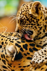 Preview wallpaper leopard, lick, couple, baby