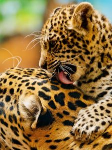 Preview wallpaper leopard, lick, couple, baby