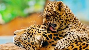 Preview wallpaper leopard, lick, couple, baby