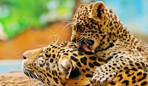 Preview wallpaper leopard, lick, couple, baby