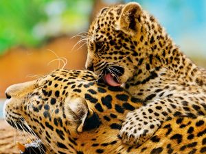 Preview wallpaper leopard, lick, couple, baby