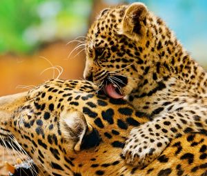 Preview wallpaper leopard, lick, couple, baby