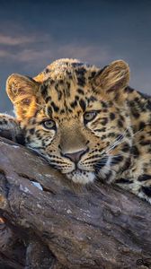 Preview wallpaper leopard, lies, snag
